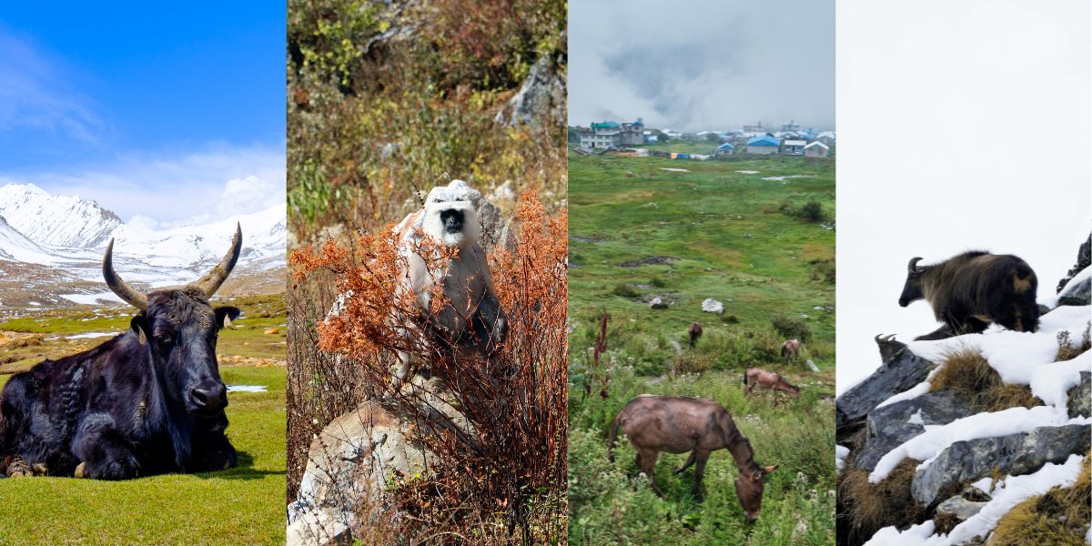 Wildlife Sighting in Langtang Treks