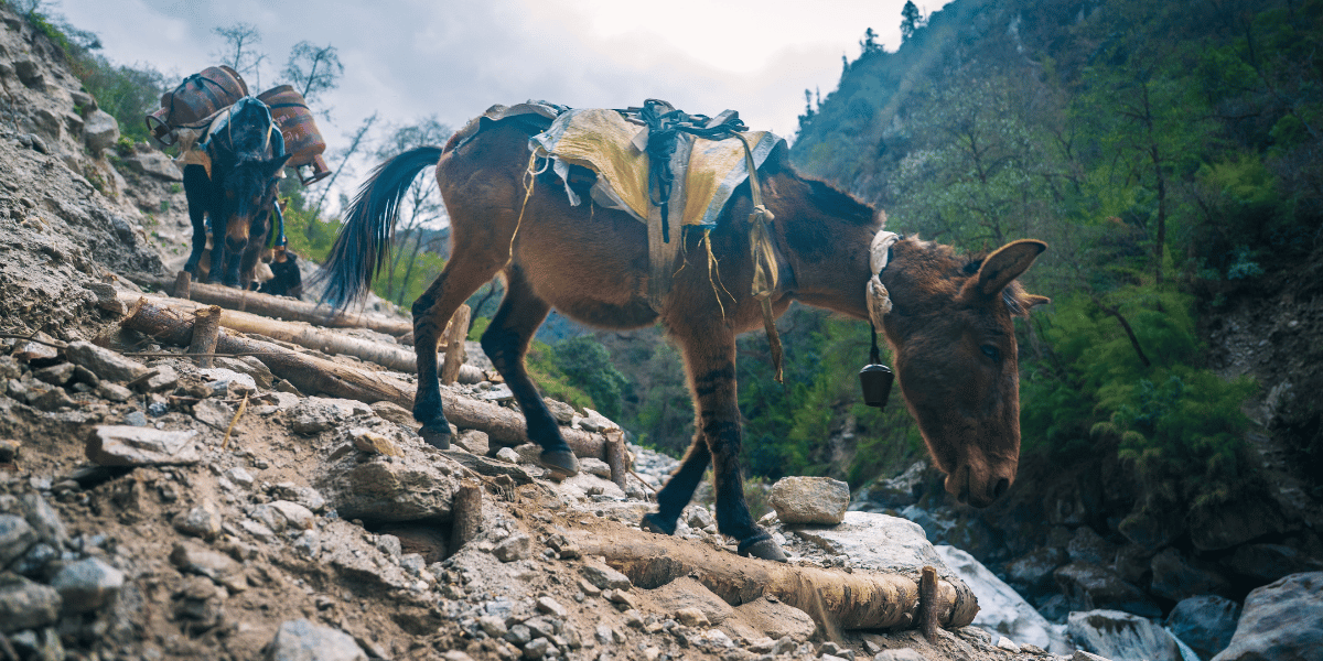 Why food is expensive during Treks in Nepal