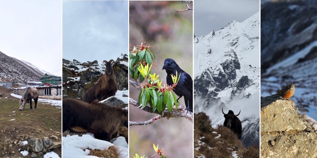 Flora and Fauna of Langtang National Park