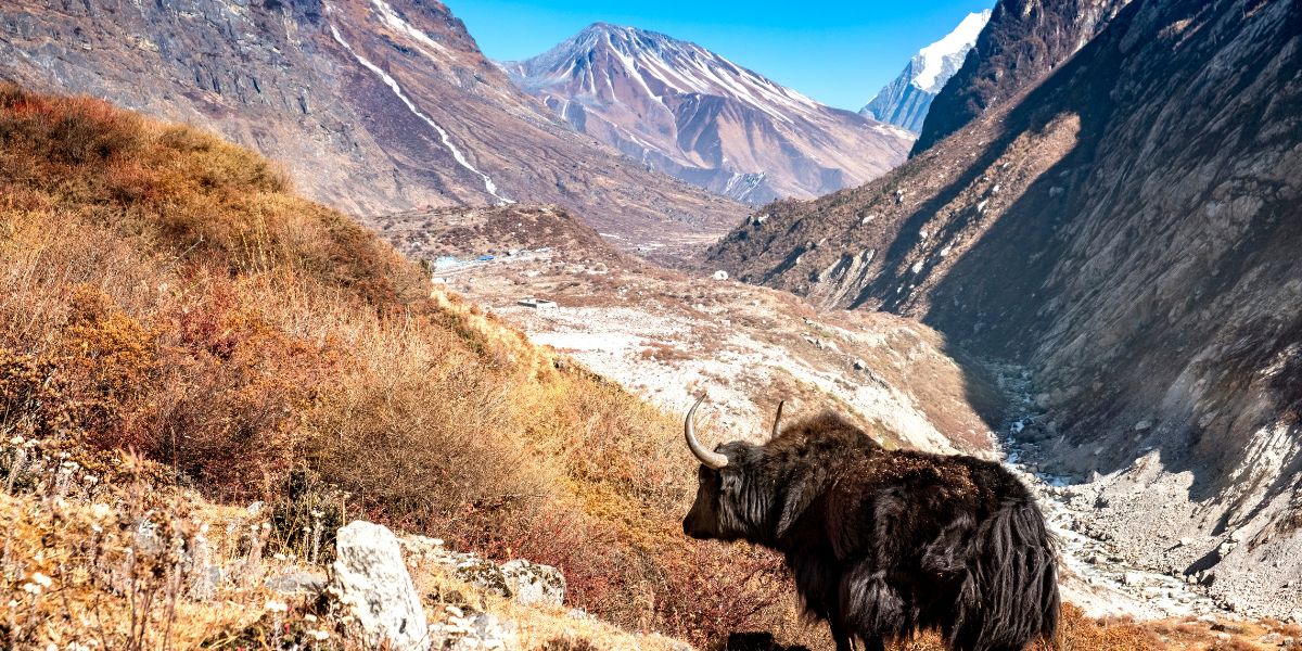 Subalpine Zone of Langtang National Park