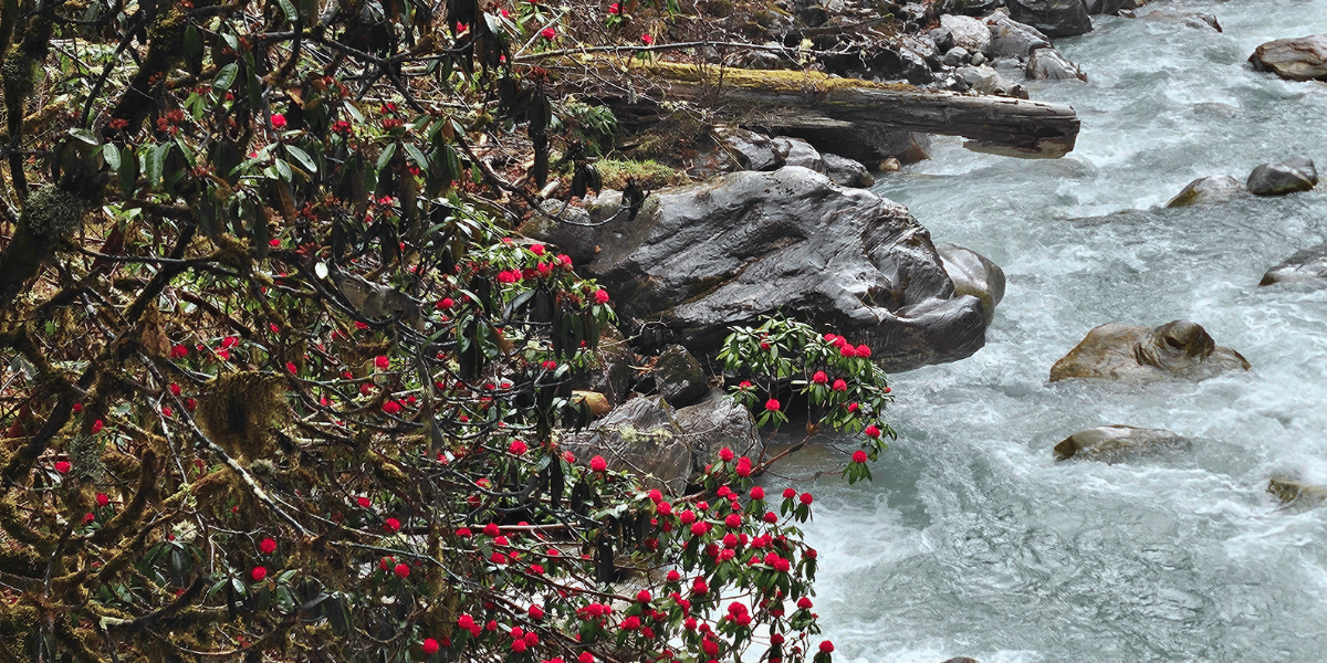 Langtang Trek in Spring