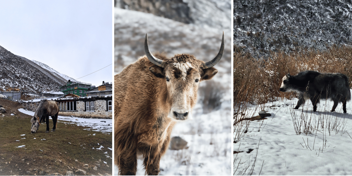 Livestocks in Langtang