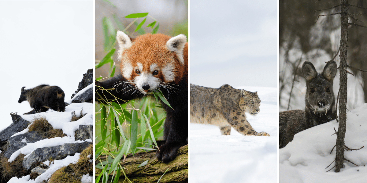 Rare Wildlife in Langtang