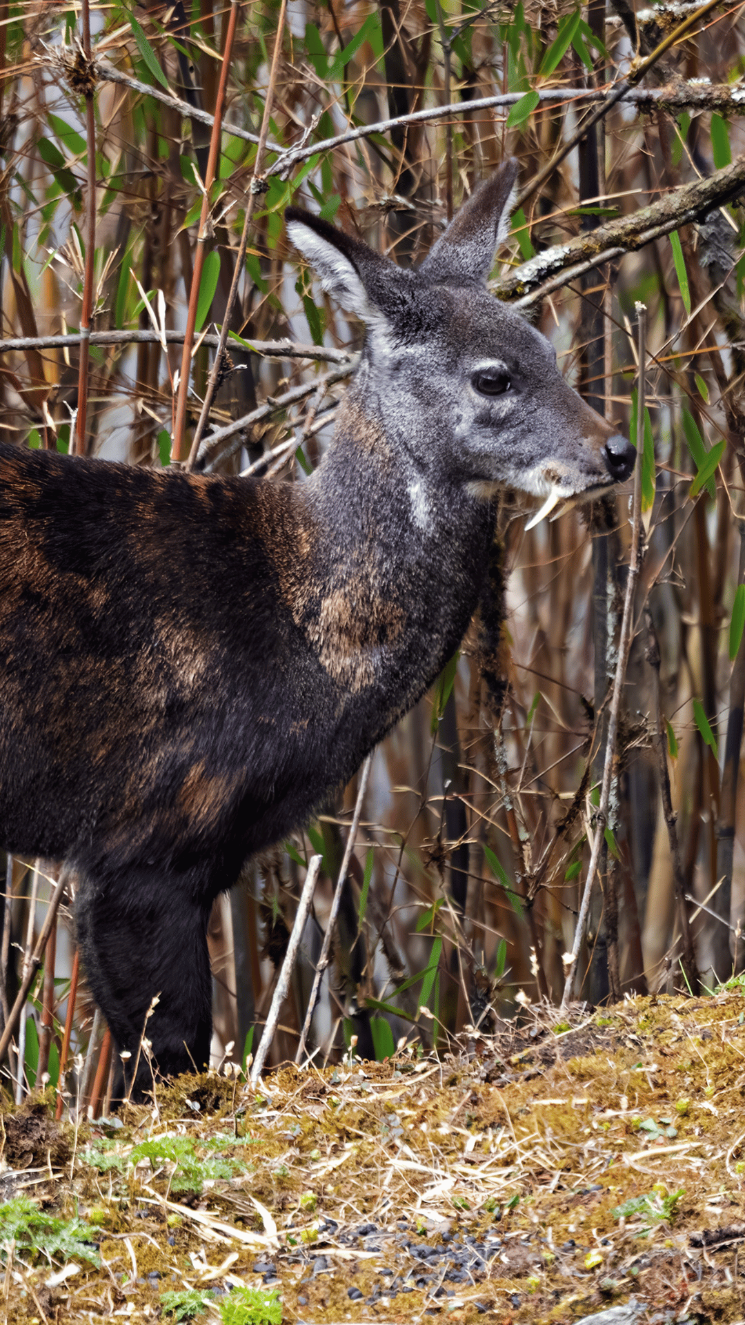 Animals in Langtang