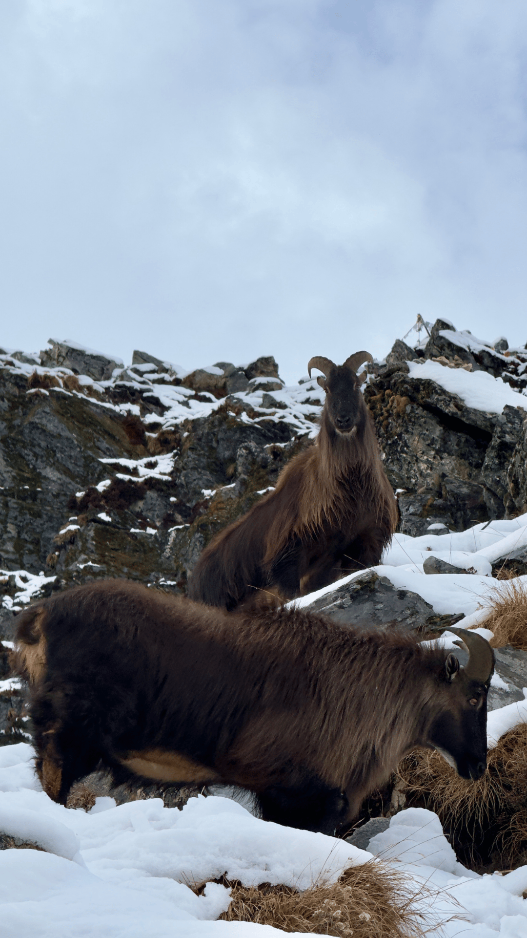 Animals in Langtang