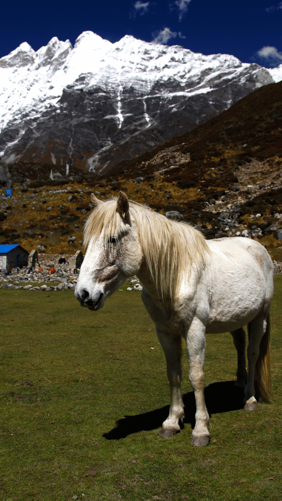 Animals in Langtang