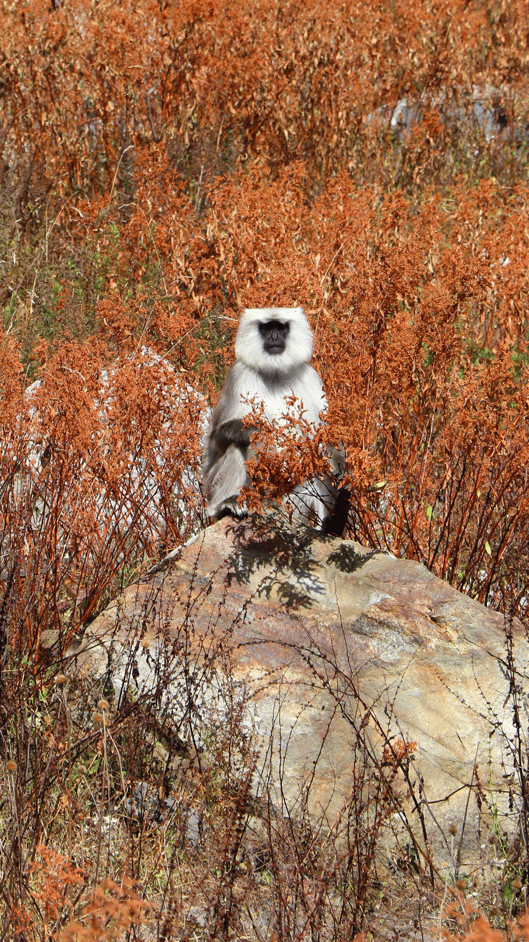Animals in Langtang