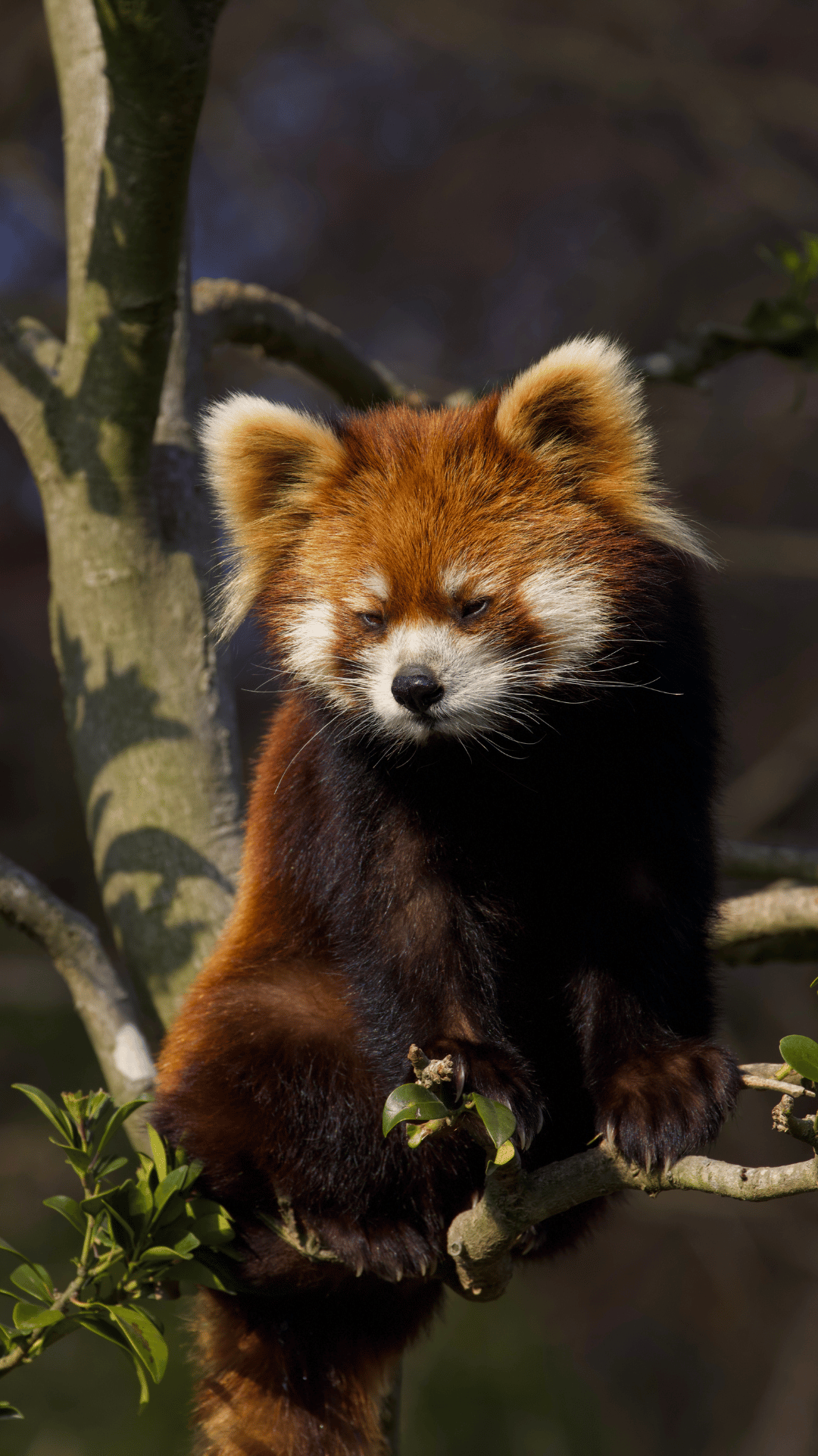 Animals in Langtang