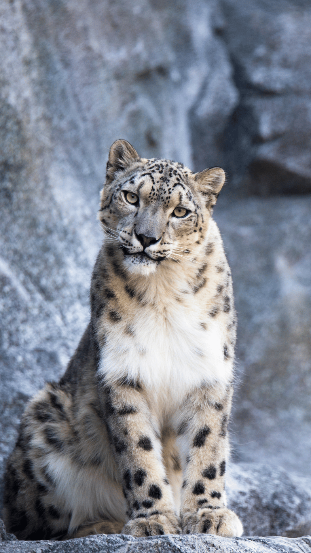 Animals in Langtang