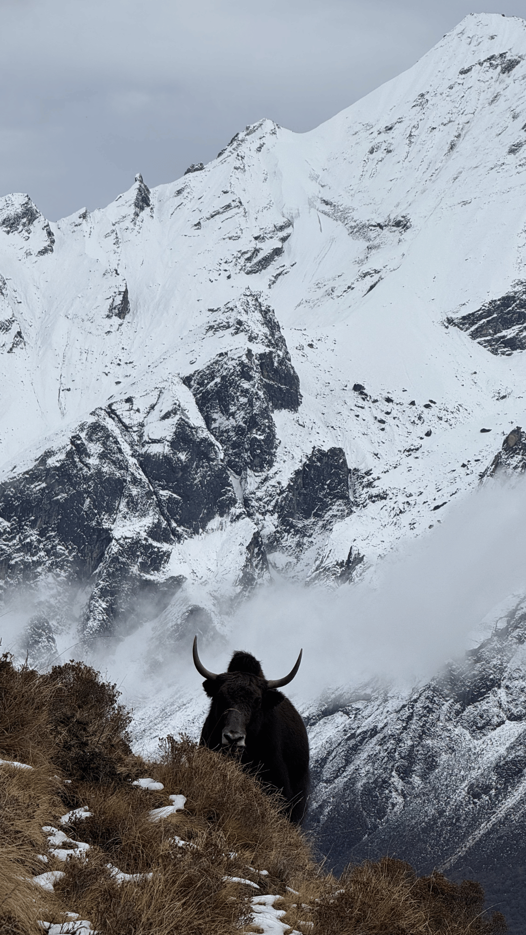 Animals in Langtang