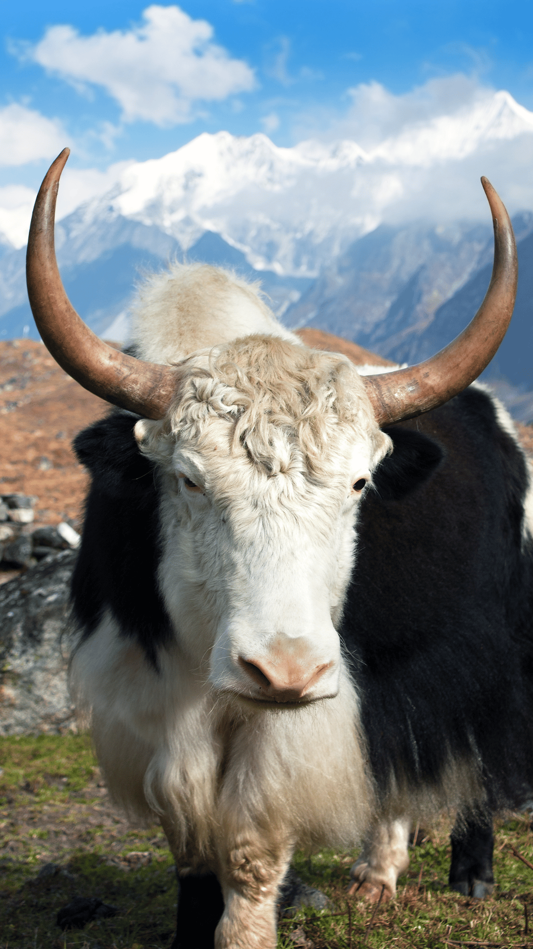 Yak In Langtang